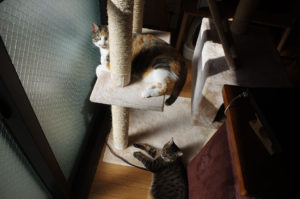 キジ猫・三毛猫