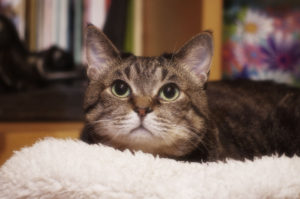 キジ猫,Pheasant cat