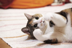三毛猫,Calico cat