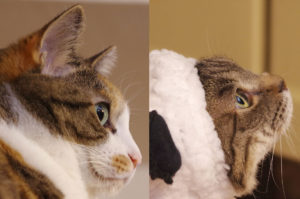 キジ猫,Pheasant cat,三毛猫,Calico cat