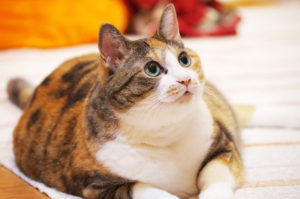 三毛猫,Calico cat