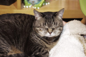 キジ猫,Pheasant cat