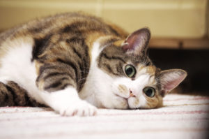 三毛猫,Calico cat