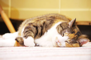 三毛猫,Calico cat