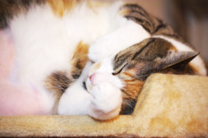 三毛猫,Calico cat