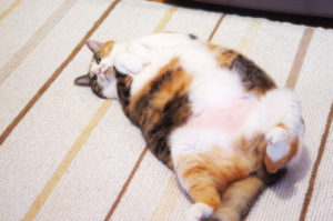 三毛猫,Calico cat