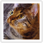 シマダイエット