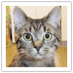 シマダイエット　Part2