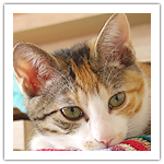 シマ　レッドカード、フジ　イエローカード