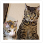 シマ・フジ ご挨拶