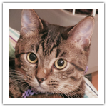 猫ネコ Do It Yourself