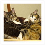 シマたちの冬支度