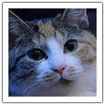 フジ、冬毛？でモッフモフ