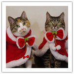 シマとフジのクリスマス