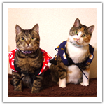 シマ・フジ　お正月