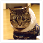 シマ・フジ　冬の装い