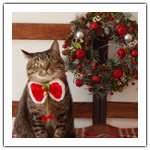 2015クリスマス　その後