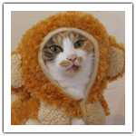 シマ・フジお正月　2016