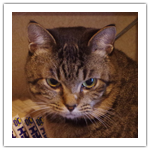 シマ・フジ冬の役割分担