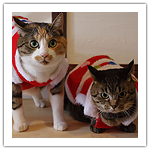 シマ・フジ　2016クリスマス