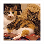 シマ・フジ　2016ふり返り　秋・冬