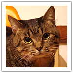 テレビっ子シマ