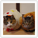 シマ・フジお正月　2017