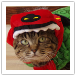 シマ・フジ新年のごあいさつ