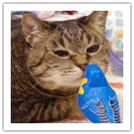 シマと鳥のオモチャ